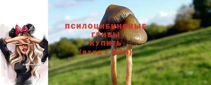 где продают   Гудермес  Псилоцибиновые грибы GOLDEN TEACHER 